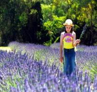 Brayfield Park Lavender Farm - Mackay Tourism