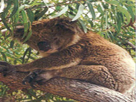 Mikkira Station - Mackay Tourism 0