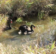 Tamar Island Wetlands Reserve and Interpretation Centre - Mackay Tourism