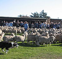 Curringa Farm - Accommodation and Farm Tours - Mackay Tourism