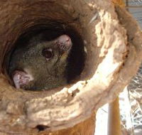 Mulga Sanctuary and Wildlife Park - Mackay Tourism