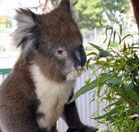 Glen-Forest Tourist Park - Mackay Tourism