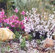 Stokes Bay Bush Garden - Mackay Tourism