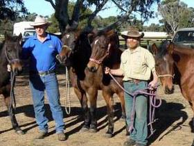 Coffin Bay Brumby Preservation Society Incorporated - Mackay Tourism 0