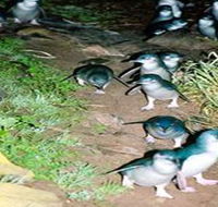 Penneshaw Penguin Centre - Mackay Tourism