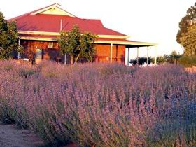 Bella Lavender Estate - Mackay Tourism 0