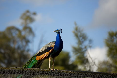 Maggie Beer's Farm Shop - Mackay Tourism 4