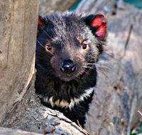 Trowunna Wildlife Sanctuary - Mackay Tourism