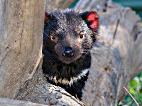 Trowunna Wildlife Sanctuary - Mackay Tourism 0