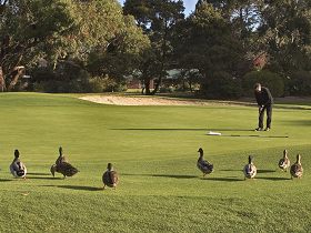 Royal Hobart Golf Club - Mackay Tourism 0