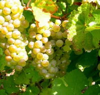 Winstead Vineyard - Mackay Tourism