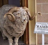 Tasmanian Wool Centre - Mackay Tourism