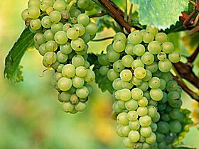 TP Vineyards - Mackay Tourism 0