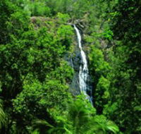 Kondalilla National Park - Mackay Tourism