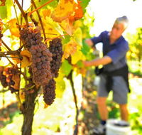 Native Point Wines - Mackay Tourism