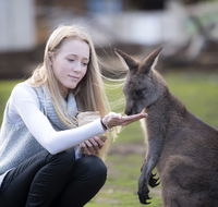 Bonorong Wildlife Sanctuary - Mackay Tourism