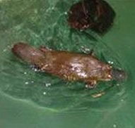Platypus House - Mackay Tourism