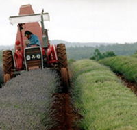 Bridestowe Lavender Farm - Mackay Tourism