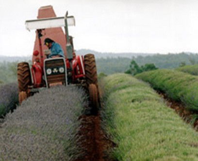 Bridestowe Lavender Farm - Mackay Tourism 0