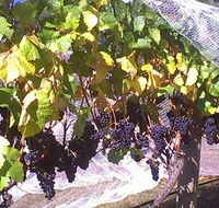 Palmara Vineyard - Mackay Tourism