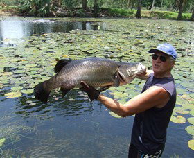 Barra Feeding - Mackay Tourism 0