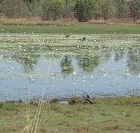 Leaning Tree Lagoon Nature Park - Mackay Tourism