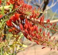 Olive Pink Botanic Garden - Mackay Tourism