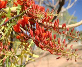 Olive Pink Botanic Garden - Mackay Tourism 0