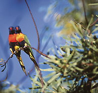 Wangi Falls Walk - Mackay Tourism