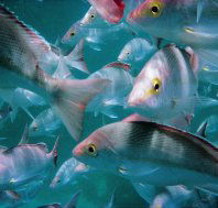 The Scottish Prince Dive Site - Mackay Tourism