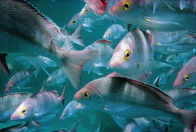 The Scottish Prince Dive Site - Mackay Tourism 0
