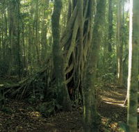 Lamington National Park Binna Burra Section - Mackay Tourism