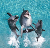 Sea World - Mackay Tourism