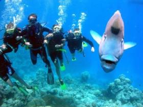 Magic Mountain Dive Site - Mackay Tourism 0