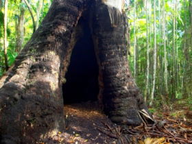 Tewantin National Park - Mackay Tourism 0