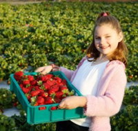 Strawberry Fields - Mackay Tourism