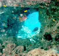 Michaelmas Cay Dive Site - Mackay Tourism