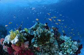 Southern Small Detached Reef Dive Site - Mackay Tourism 0