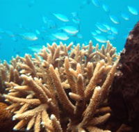Normanby Reef - Mackay Tourism