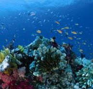 Steve's Bommie Dive Site - Mackay Tourism