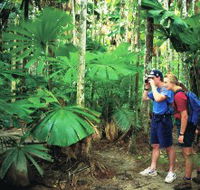 Mount Sorrow Ridge Trail Daintree National Park - Mackay Tourism