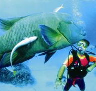 Turtle Bay Dive Site - Mackay Tourism