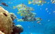 Coral Gardens Dive Site, Flynn Reef - thumb 0