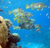 Coral Gardens Dive Site Flynn Reef - Mackay Tourism