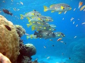 Coral Gardens Dive Site, Flynn Reef - Mackay Tourism 0