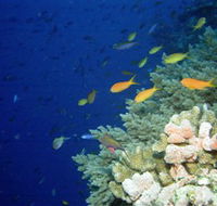 The Three Sisters Dive Site - Mackay Tourism