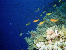 The Three Sisters Dive Site - Mackay Tourism 0