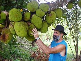 Cape Trib Exotic Fruit Farm - Mackay Tourism 0
