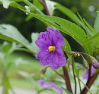 Alpha Native Flower Garden - Mackay Tourism