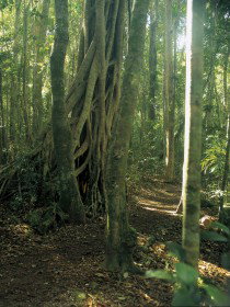 Mount Bithongabel - Mackay Tourism 0
